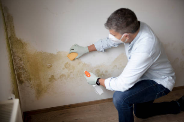 Professional Mold Removal in Jennings Lodge, OR
